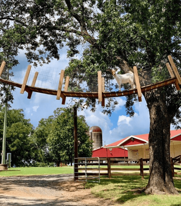 Southern Belle Farm Fall Animal Barn