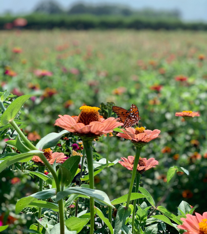 Southern Belle Farm Flower Patch