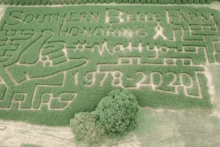 Southern Belle Farm Fall Corn Maze