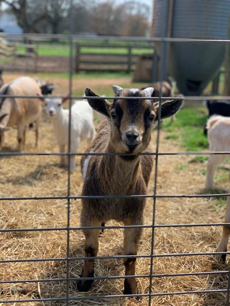 goats looking through a fence