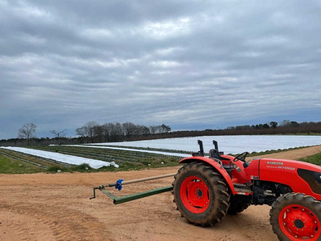 Field of covered strawberry plants and a tractor