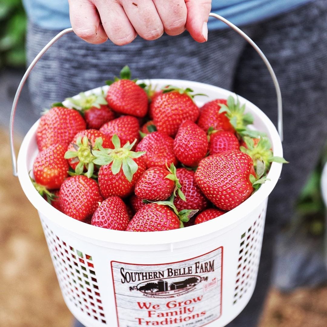 Southern Belle Strawberry Bucket Woman holding a bucket of strawberries
