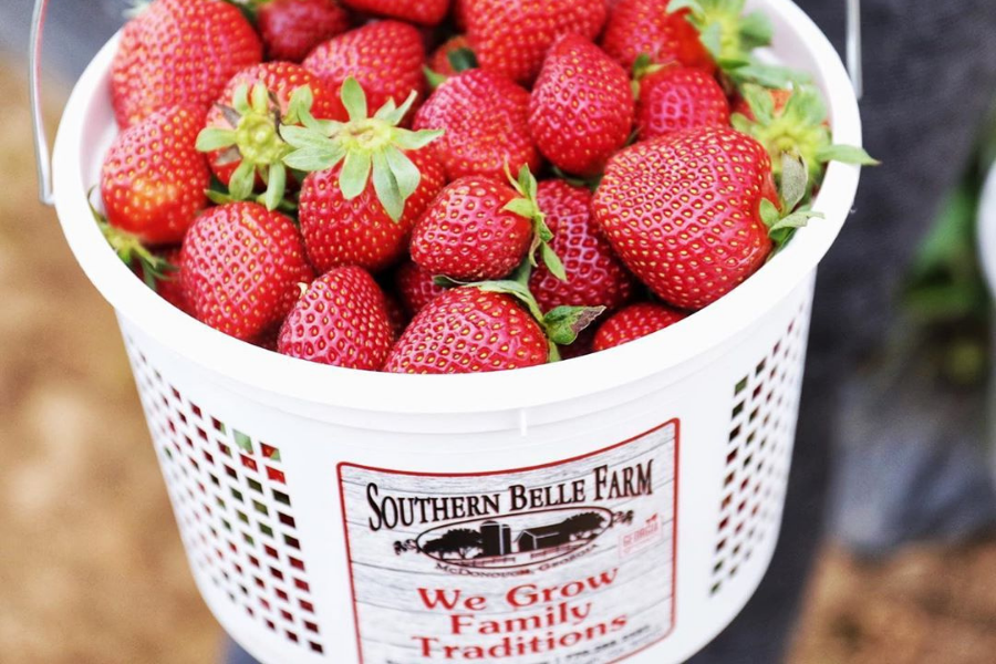 A bucket of strawberries