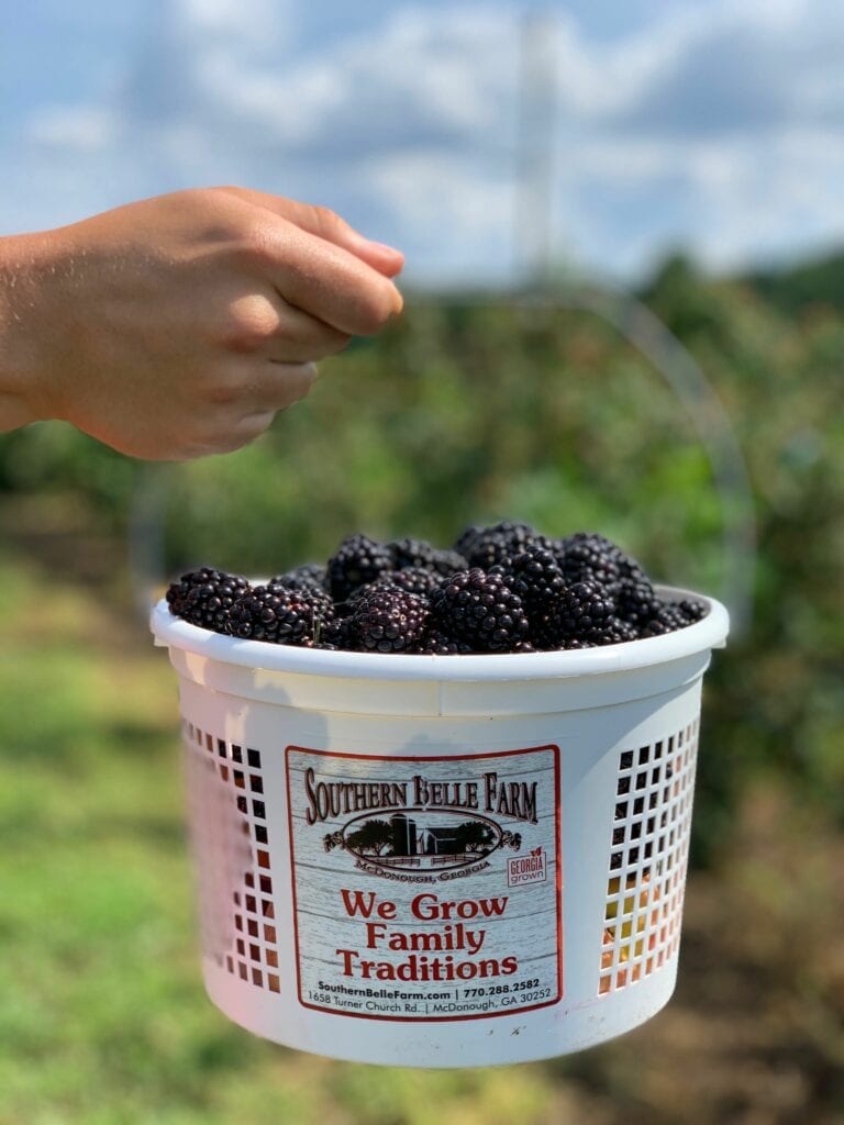 hand holding a bucket of blackberries