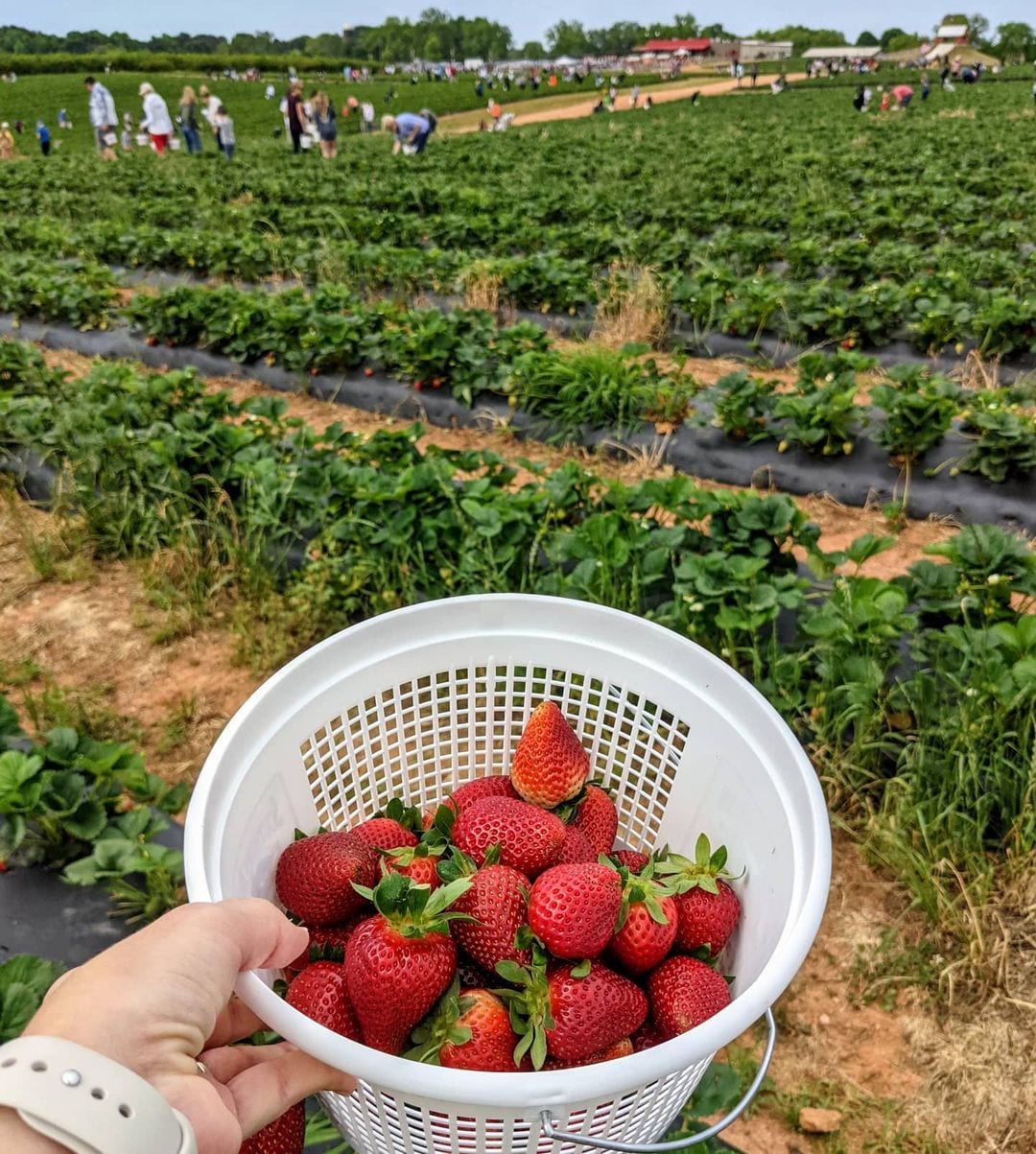 Strawberry bucket and berry field A full bucket of strawberries at a farm