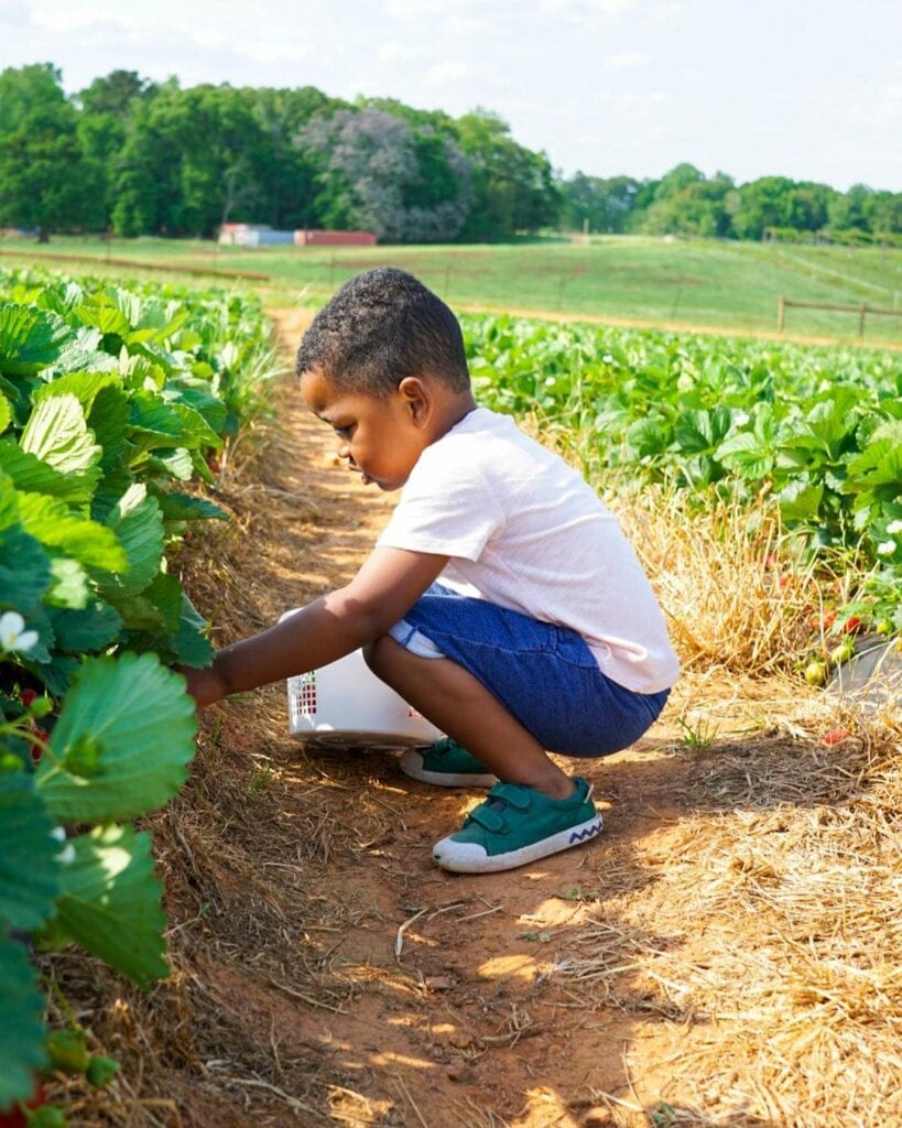 Small child bending over to pick strawberry