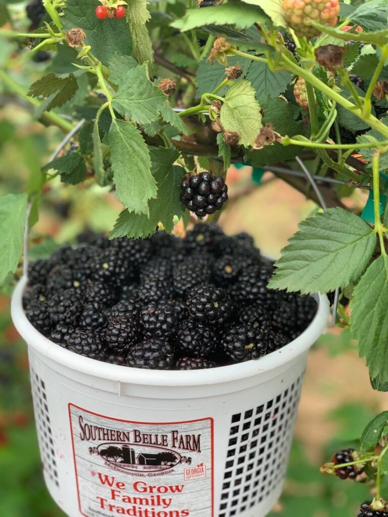 a bucket of blackberries