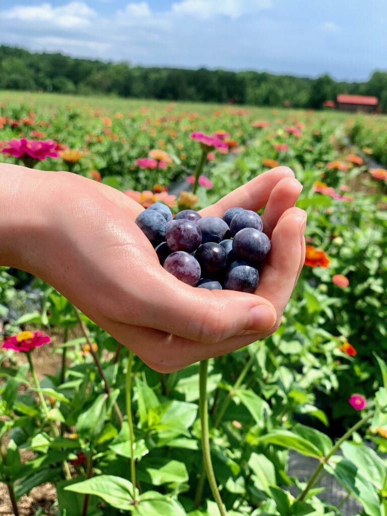 a hand holding blueberries in front of a flower field