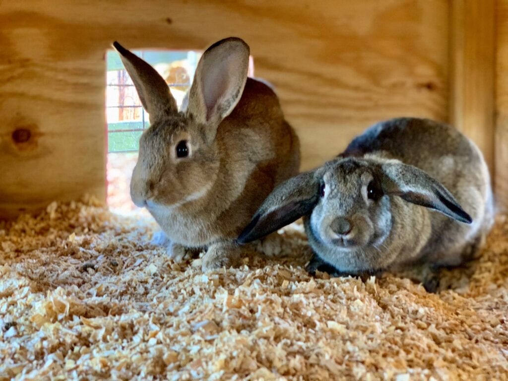 two bunnies in a rabbit house