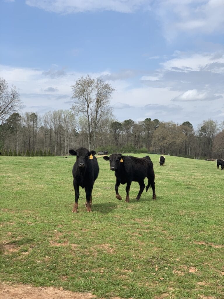 two cows in a pasture