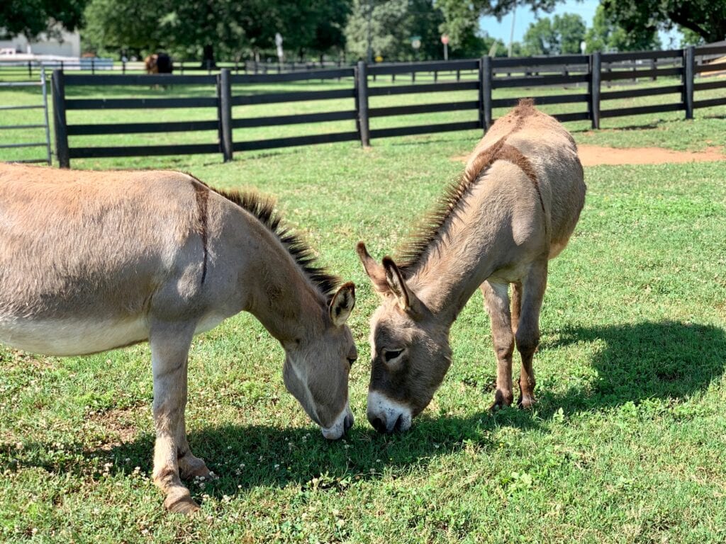 two donkeys eating grass