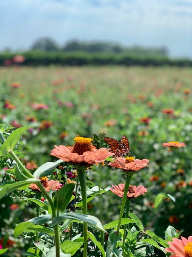 a butterfly perched on a flower