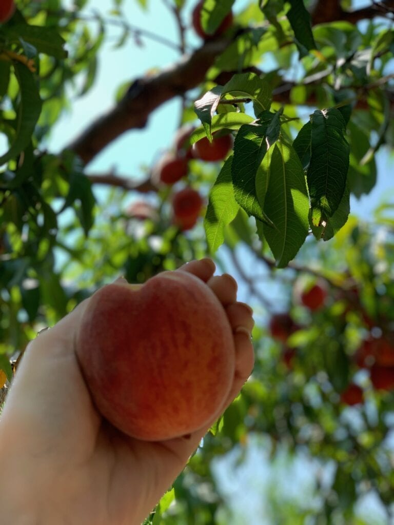 a hand picking a peach from an orchard