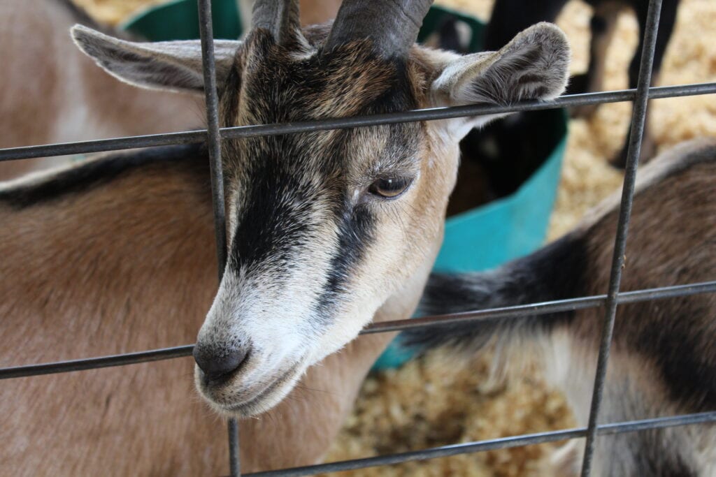 a goat sticking his head out of a fence