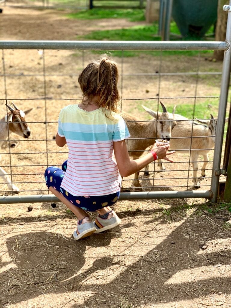 a young girl feeding goats