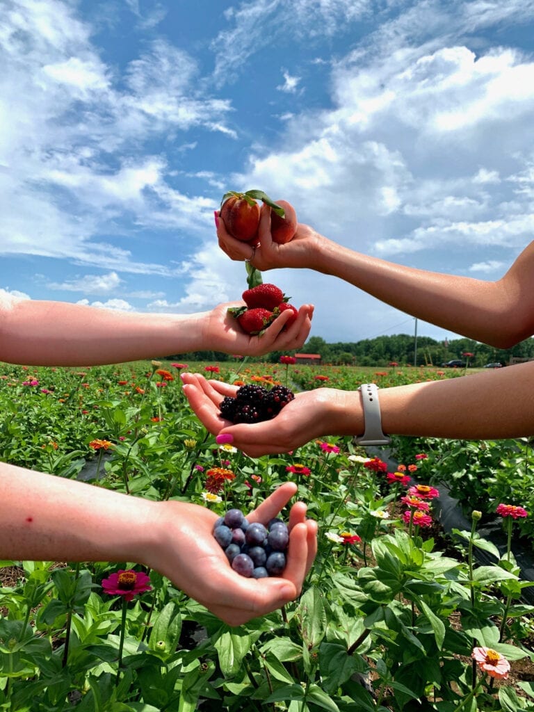 4 hands holding different summer fruits