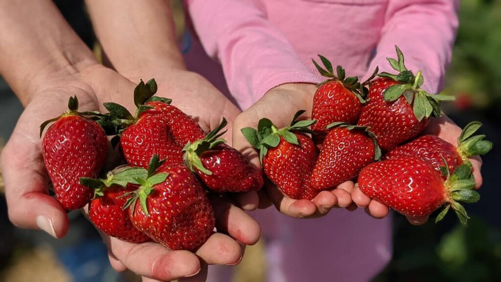 hands holding strawberries