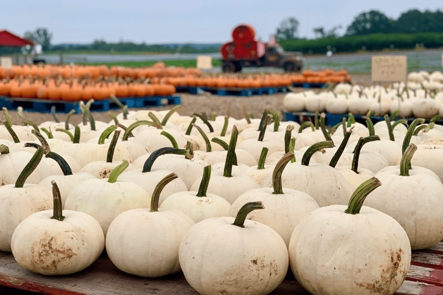 Pumpkins at a pumpkin patch