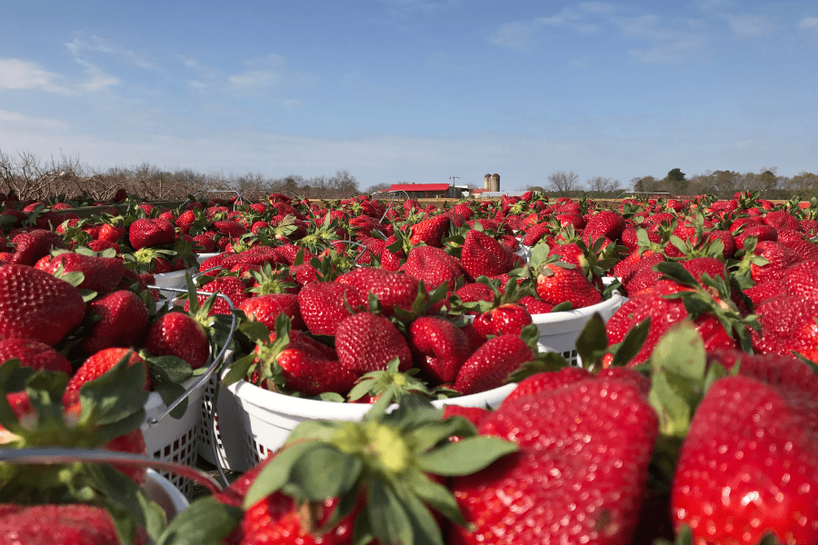 U-Pick Strawberrries