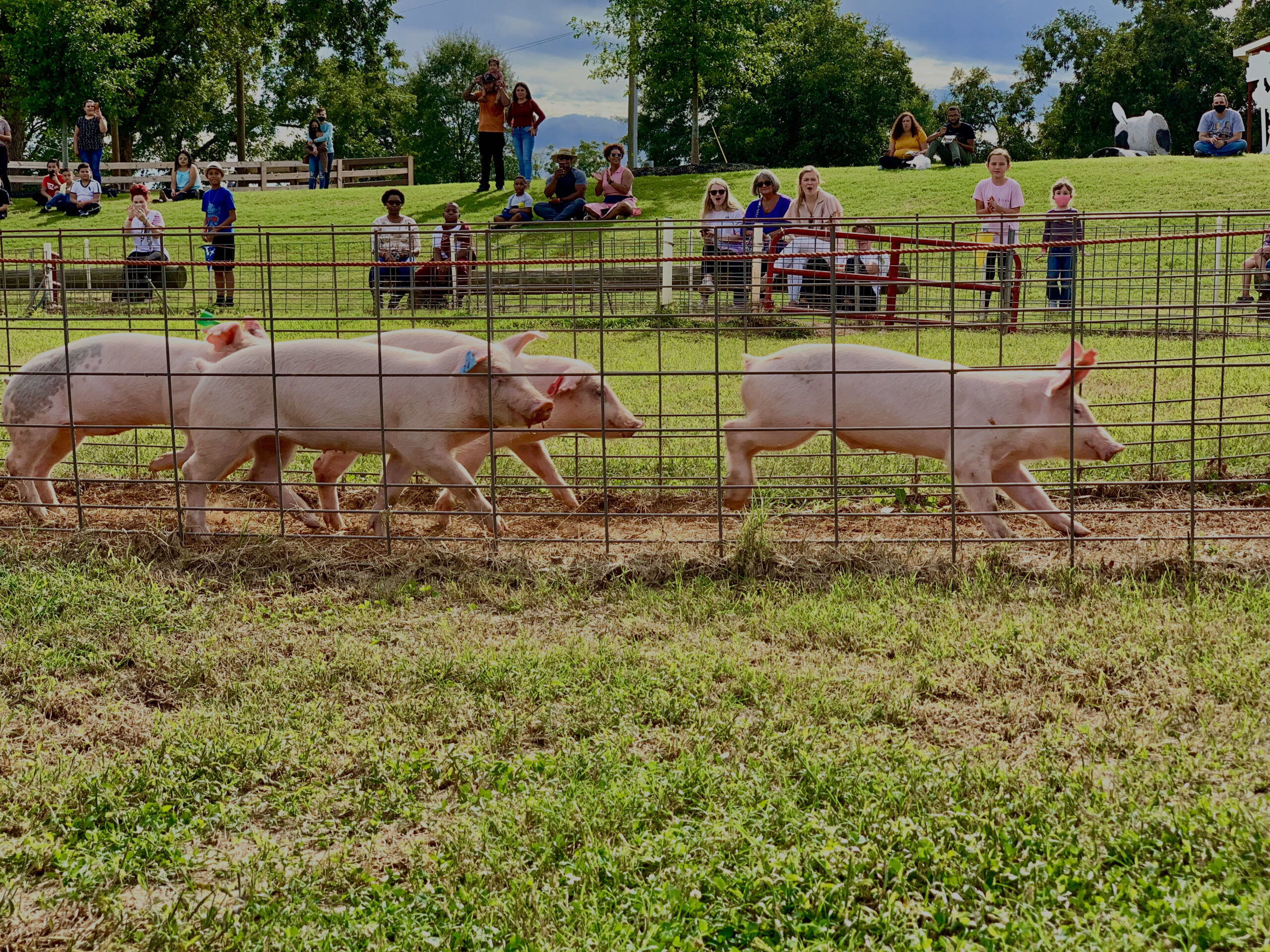 Fall Pig Races