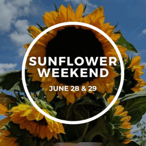 June 28th Saturday 2025 Sunflower