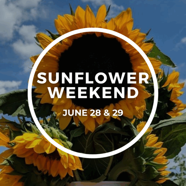 June 28th Saturday 2025 Sunflower