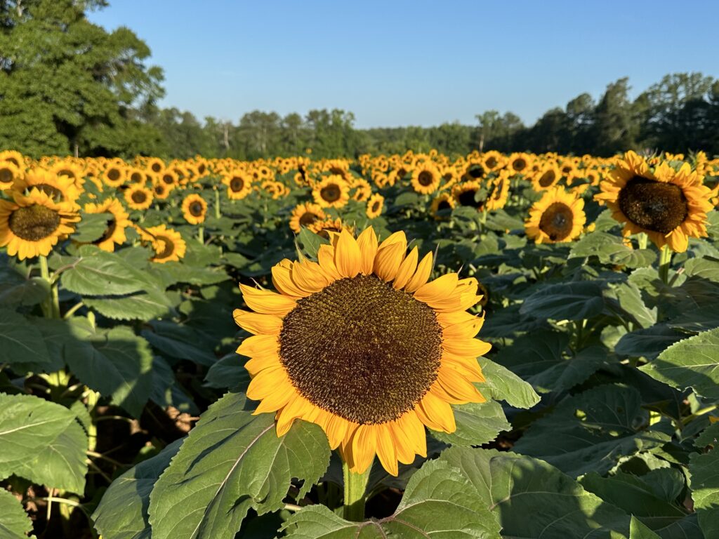 Sunflower 2026